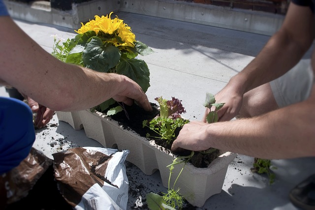 Urban Gardening - der Balkon, eine Quelle für Blumen, frische Salate, frisches Gemüse und sozialen Austauschen
