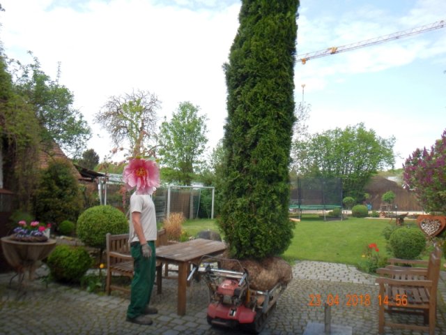 Bild von Schwertner - Gartengestaltung