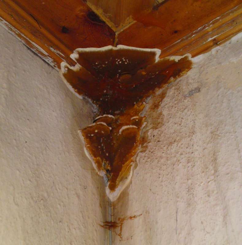 BAU.DE / BAU-Forum: 2. Bild zu Antwort "Feuchtesch&auml;den an Holz: Bilder & Warnung vor Austausch!" auf die Frage "Vollw&auml;rmeschutz vs. 36,5er Ziegel: Kosten, D&auml;mmwert & Vor-Nachteile im Vergleich?" im BAU-Forum "Au&szlig;enw&auml;nde und Fassaden"