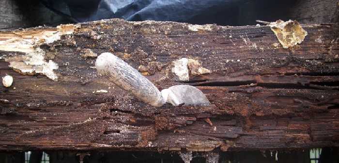 BAU.DE / BAU-Forum: 3. Bild zu Antwort "Feuchtesch&auml;den an Holz: Bilder & Warnung vor Austausch!" auf die Frage "Vollw&auml;rmeschutz vs. 36,5er Ziegel: Kosten, D&auml;mmwert & Vor-Nachteile im Vergleich?" im BAU-Forum "Au&szlig;enw&auml;nde und Fassaden"