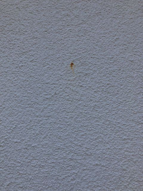 BAU.DE / BAU-Forum: 3. Bild zu Frage "(gelb/braune/orangene) Flecken an der Hausfassade" im BAU-Forum "Au&szlig;enw&auml;nde und Fassaden"