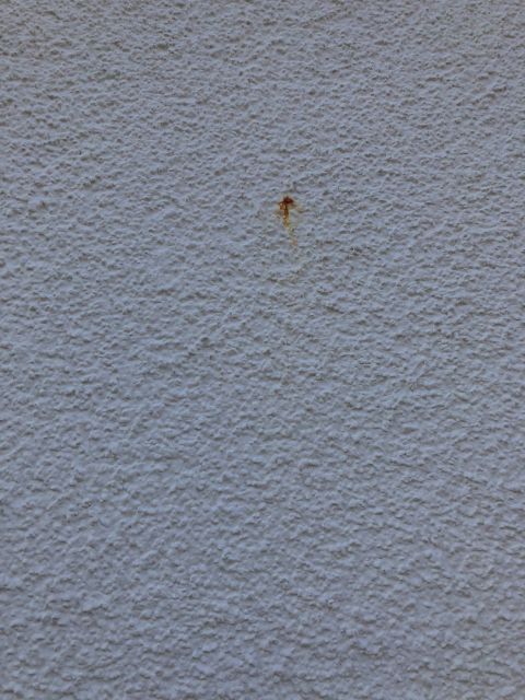 BAU.DE / BAU-Forum: 4. Bild zu Frage "(gelb/braune/orangene) Flecken an der Hausfassade" im BAU-Forum "Au&szlig;enw&auml;nde und Fassaden"