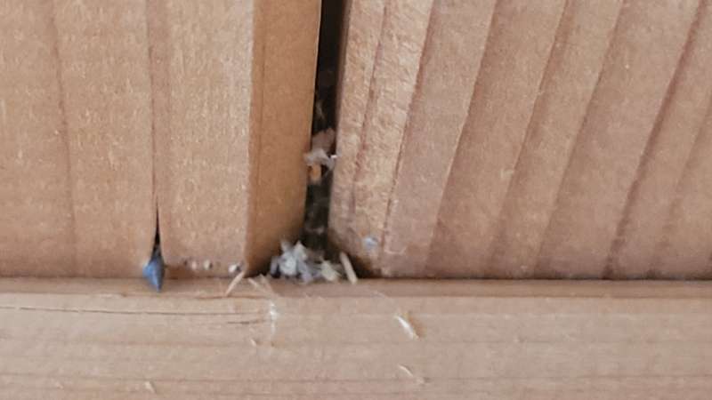 BAU.DE / BAU-Forum: 2. Bild zu Frage "Sch&auml;dlinge in der D&auml;mmung und Decke: Identifizierung und L&ouml;sungsans&auml;tze gesucht" im BAU-Forum "Au&szlig;enw&auml;nde und Fassaden"