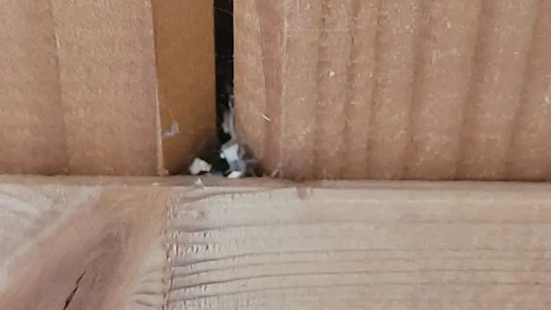 BAU.DE / BAU-Forum: 3. Bild zu Frage "Sch&auml;dlinge in der D&auml;mmung und Decke: Identifizierung und L&ouml;sungsans&auml;tze gesucht" im BAU-Forum "Au&szlig;enw&auml;nde und Fassaden"