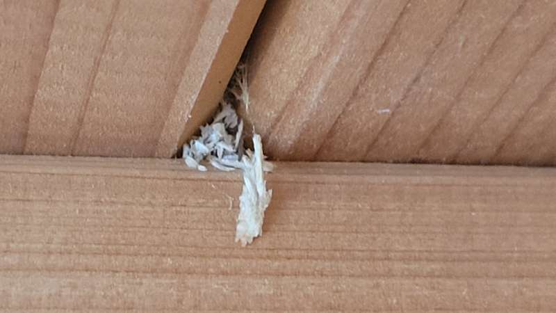 BAU.DE / BAU-Forum: 4. Bild zu Frage "Sch&auml;dlinge in der D&auml;mmung und Decke: Identifizierung und L&ouml;sungsans&auml;tze gesucht" im BAU-Forum "Au&szlig;enw&auml;nde und Fassaden"