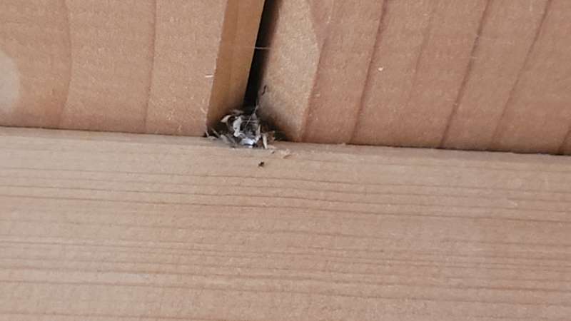 BAU.DE / BAU-Forum: 5. Bild zu Frage "Sch&auml;dlinge in der D&auml;mmung und Decke: Identifizierung und L&ouml;sungsans&auml;tze gesucht" im BAU-Forum "Au&szlig;enw&auml;nde und Fassaden"