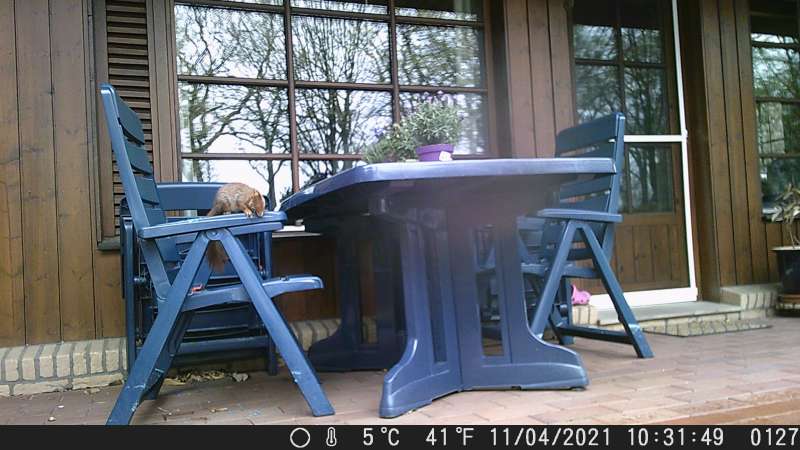 BAU.DE / BAU-Forum: 1. Bild zu Antwort "Nagespuren an Kunststoff-Gartenm&ouml;beln" auf die Frage "Nagespuren an Gartenm&ouml;beln aus Kunststoff: Ursachenforschung & Schutzma&szlig;nahmen?" im BAU-Forum "Balkon und Terrasse"