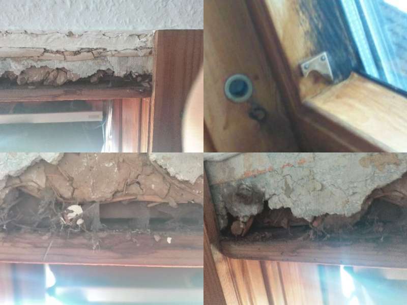 BAU.DE / BAU-Forum: 1. Bild zu Frage "Asbest? Hausschwamm? Schimmel? Gesundheitsgefahr? Bitte um Hilfe" im BAU-Forum "Baustoffe"