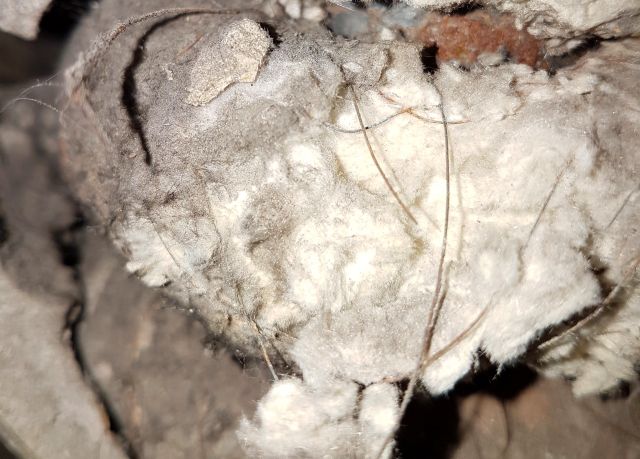 BAU.DE / BAU-Forum: 1. Bild zu Antwort "Reine Asbestkordel aus Wei&szlig;asbest?" auf die Frage "Asbest in Rohrisolierung erkennen: Gefahren, Analyse & Sanierungskosten?" im BAU-Forum "Baustoffe"