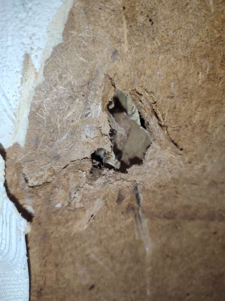 BAU.DE / BAU-Forum: 3. Bild zu Frage "Gartenhaus-Platten bestimmen: Material, Schadstoffe & Sanierung in Th&uuml;ringen?" im BAU-Forum "Baustoffe"