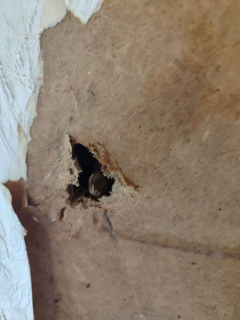 BAU.DE / BAU-Forum: 5. Bild zu Frage "Gartenhaus-Platten bestimmen: Material, Schadstoffe & Sanierung in Th&uuml;ringen?" im BAU-Forum "Baustoffe"