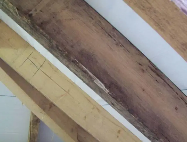 BAU.DE / BAU-Forum: 1. Bild zu Frage "Pilzbefall am Dachsparren: Ursachen, Risiken & Sanierungskosten im &Uuml;berblick?" im BAU-Forum "Dach"