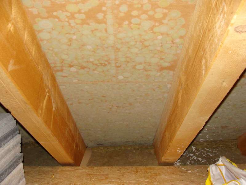 BAU.DE / BAU-Forum: 1. Bild zu Frage "Schimmel auf DWD-Platten im Dachspitz: Ursachen, Gefahren & Sanierung?" im BAU-Forum "Dach"