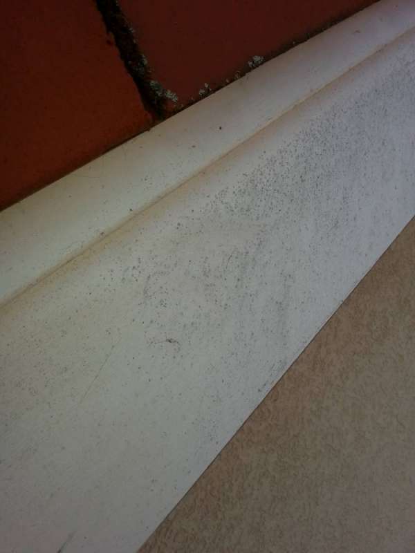 BAU.DE / BAU-Forum: 2. Bild zu Frage "Schimmel auf Dachbalken erkennen & entfernen: Ursachen, Risiken & Sanierung?" im BAU-Forum "Dach"