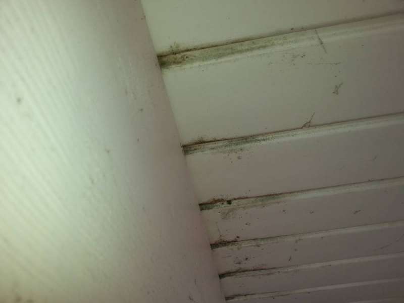 BAU.DE / BAU-Forum: 3. Bild zu Frage "Schimmel auf Dachbalken erkennen & entfernen: Ursachen, Risiken & Sanierung?" im BAU-Forum "Dach"