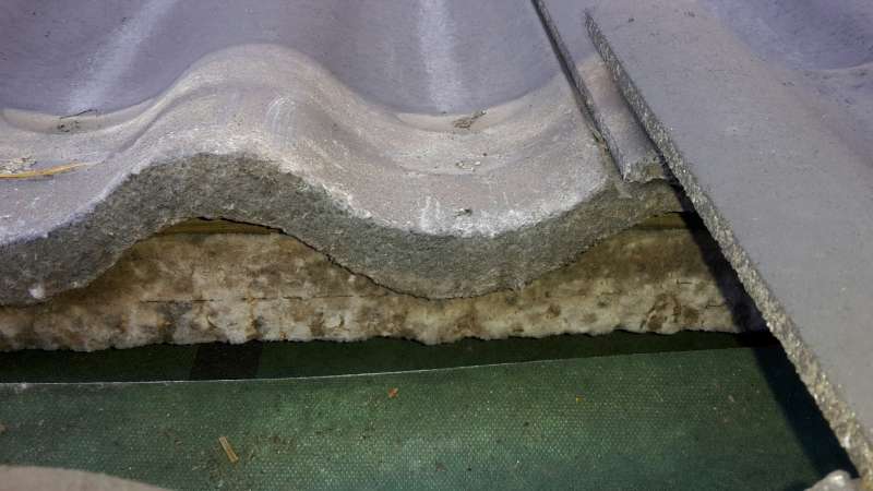 BAU.DE / BAU-Forum: 1. Bild zu Frage "Schimmelbefall im Dach: Ursachen erkennen, Gesundheit sch&uuml;tzen & Sanierungskosten?" im BAU-Forum "Dach"