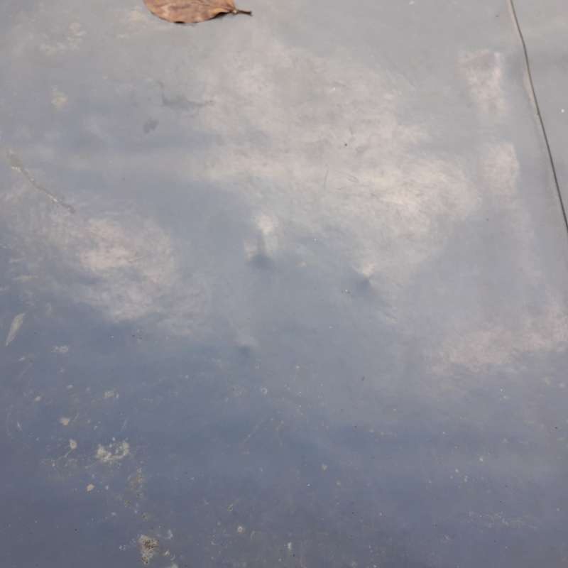 BAU.DE / BAU-Forum: 3. Bild zu Frage "Dachabdichtung: Bl&auml;schenbildung & Steine &ndash; Ursachen, Risiken & Sanierung?" im BAU-Forum "Dach"