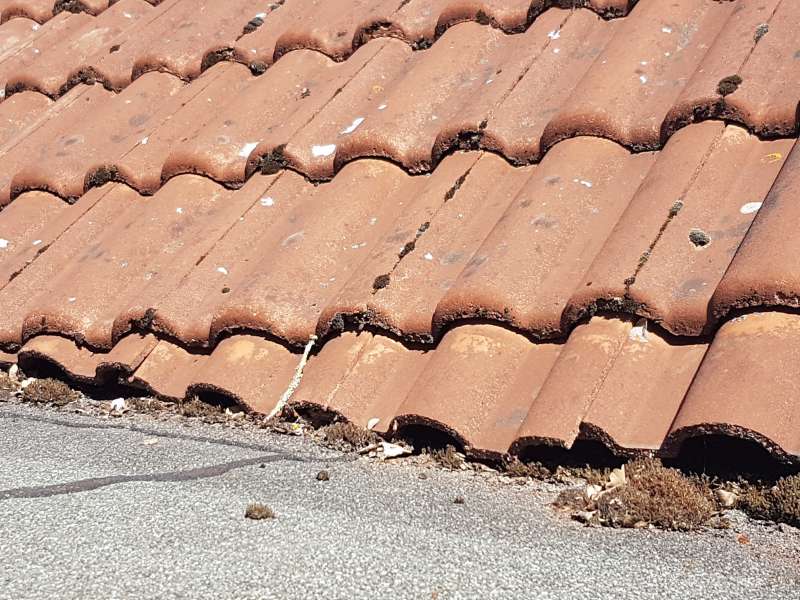 BAU.DE / BAU-Forum: 5. Bild zu Antwort "Hier sind weitere Infos und Fotos" auf die Frage "Belüftetes Dach erkennen: Anzeichen, Funktion & Risiken für die Dämmung?" im BAU-Forum "Dach" BAU.DE / BAU-Forum: 5. Bild zu Antwort "Hier sind weitere Infos und Fotos" auf die Frage "Belüftetes Dach erkennen: Anzeichen, Funktion & Risiken für die Dämmung?" im BAU-Forum "Dach"