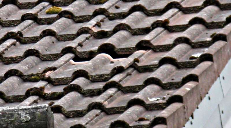 BAU.DE / BAU-Forum: 1. Bild zu Antwort "Dachpfanne: Ausblühungen als Schadensursache identifizieren?" auf die Frage "Frankfurter Pfanne rutscht: Ursachen, Kosten & Sanierung bei morschen Dachlatten?" im BAU-Forum "Dach" BAU.DE / BAU-Forum: 1. Bild zu Antwort "Dachpfanne: Ausblühungen als Schadensursache identifizieren?" auf die Frage "Frankfurter Pfanne rutscht: Ursachen, Kosten & Sanierung bei morschen Dachlatten?" im BAU-Forum "Dach"