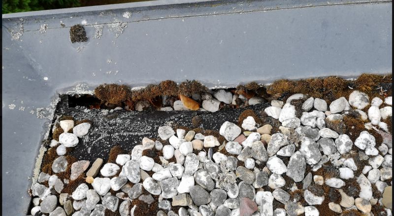 BAU.DE / BAU-Forum: 1. Bild zu Frage "Flachdach soll mit PV ausgestattet werden" im BAU-Forum "Dach"