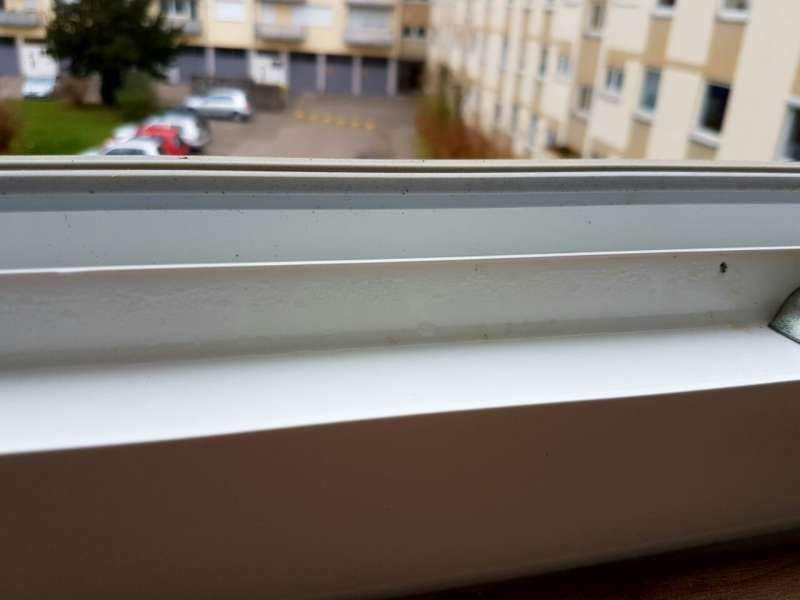 BAU.DE / BAU-Forum: 1. Bild zu Frage "Kondenswasser am Fenster innen: Ursachen, Folgen & L&ouml;sungen f&uuml;r Internorm Fenster?" im BAU-Forum "Fenster und Au&szlig;ent&uuml;ren"