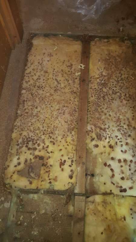 BAU.DE / BAU-Forum: 5. Bild zu Frage "Wasserschaden Fertighaus: St&uuml;tzpfeiler auf Spannplatte &ndash; Ursachen, Sanierung & Schimmelgefahr?" im BAU-Forum "Fertighaus"