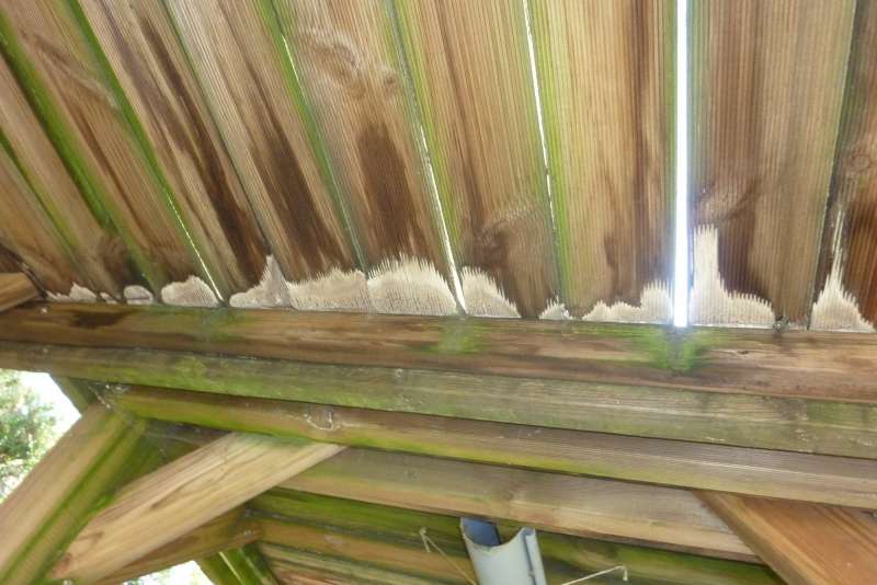 BAU.DE / BAU-Forum: 3. Bild zu Frage "Pilz, Schwamm? Und was tun?" im BAU-Forum "Holzbau"