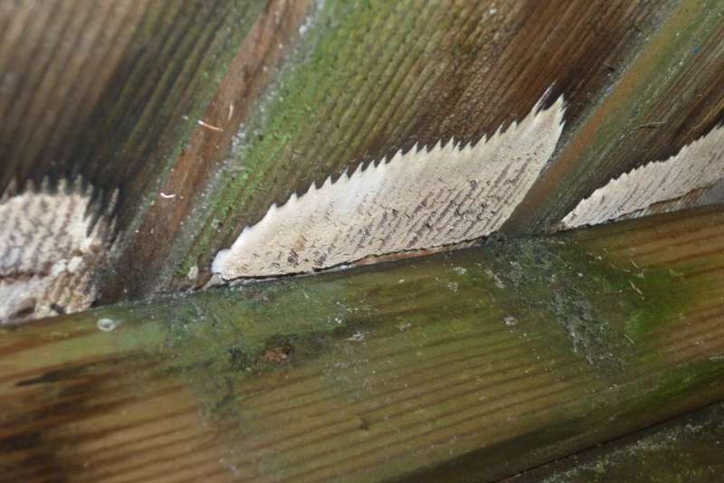 BAU.DE / BAU-Forum: 4. Bild zu Frage "Pilz, Schwamm? Und was tun?" im BAU-Forum "Holzbau"