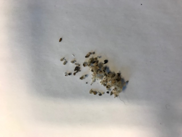 BAU.DE / BAU-Forum: 1. Bild zu Frage "Holzsp&auml;ne & schwarze Kr&uuml;mel an Decke: Ursachen, Sch&auml;dlingsbefall erkennen & Ma&szlig;nahmen?" im BAU-Forum "Holzbau"