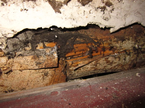 BAU.DE / BAU-Forum: 1. Bild zu Frage "Schwamm oder Pilz im Haus erkennen: Ursachen, Gefahren & Ma&szlig;nahmen?" im BAU-Forum "Holzschutz, Holzsch&auml;den, Holzsanierung"