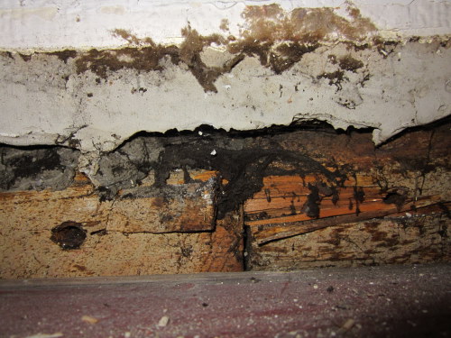 BAU.DE / BAU-Forum: 2. Bild zu Frage "Schwamm oder Pilz im Haus erkennen: Ursachen, Gefahren & Ma&szlig;nahmen?" im BAU-Forum "Holzschutz, Holzsch&auml;den, Holzsanierung"