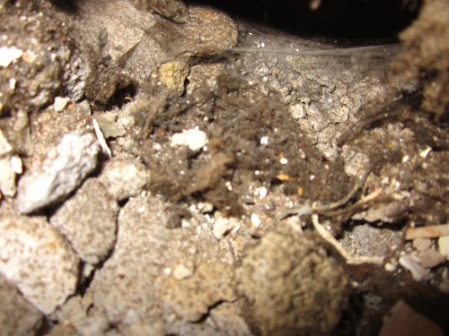 BAU.DE / BAU-Forum: 3. Bild zu Frage "Schwamm oder Pilz im Haus erkennen: Ursachen, Gefahren & Ma&szlig;nahmen?" im BAU-Forum "Holzschutz, Holzsch&auml;den, Holzsanierung"