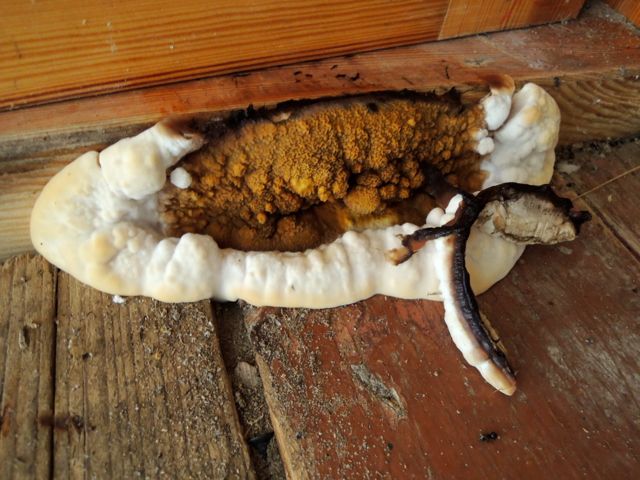 BAU.DE / BAU-Forum: 1. Bild zu Frage "Pilzbefall im Holzhaus: Ursachen, Erkennung & effektive Bek&auml;mpfungsmethoden?" im BAU-Forum "Holzschutz, Holzsch&auml;den, Holzsanierung"