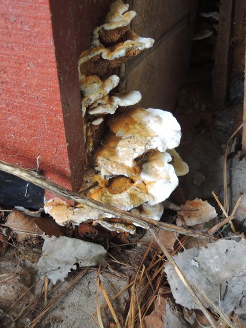 BAU.DE / BAU-Forum: 2. Bild zu Frage "Pilzbefall im Holzhaus: Ursachen, Erkennung & effektive Bek&auml;mpfungsmethoden?" im BAU-Forum "Holzschutz, Holzsch&auml;den, Holzsanierung"