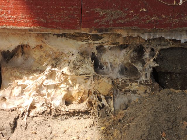 BAU.DE / BAU-Forum: 1. Bild zu Antwort "Hausschwamm H&uuml;tte: Starker Befall &ndash; Untergrund & Balken betroffen" auf die Frage "Pilzbefall im Holzhaus: Ursachen, Erkennung & effektive Bek&auml;mpfungsmethoden?" im BAU-Forum "Holzschutz, Holzsch&auml;den, Holzsanierung"