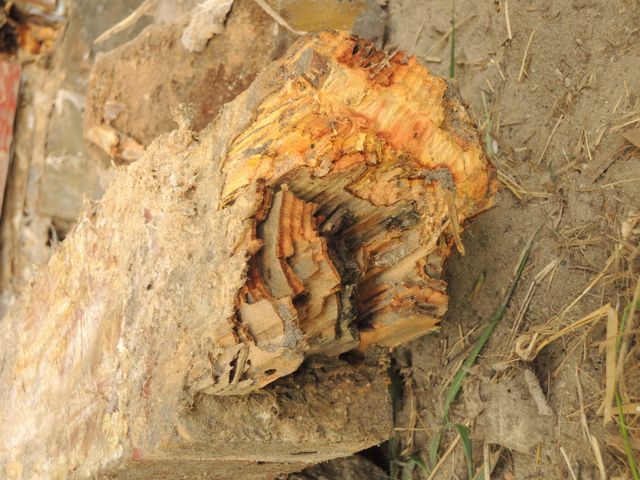 BAU.DE / BAU-Forum: 2. Bild zu Antwort "Hausschwamm H&uuml;tte: Starker Befall &ndash; Untergrund & Balken betroffen" auf die Frage "Pilzbefall im Holzhaus: Ursachen, Erkennung & effektive Bek&auml;mpfungsmethoden?" im BAU-Forum "Holzschutz, Holzsch&auml;den, Holzsanierung"