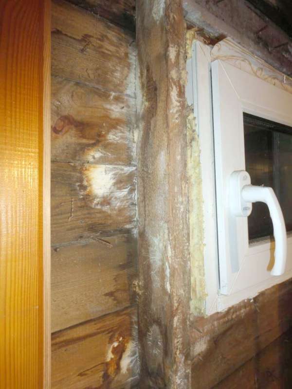 BAU.DE / BAU-Forum: 3. Bild zu Frage "Feuchteschaden im Holzhaus: Pilzarten erkennen, beseitigen & Ursachen beheben?" im BAU-Forum "Holzschutz, Holzsch&auml;den, Holzsanierung"