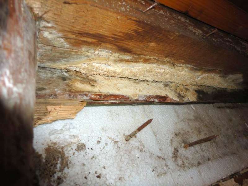 BAU.DE / BAU-Forum: 4. Bild zu Frage "Feuchteschaden im Holzhaus: Pilzarten erkennen, beseitigen & Ursachen beheben?" im BAU-Forum "Holzschutz, Holzsch&auml;den, Holzsanierung"
