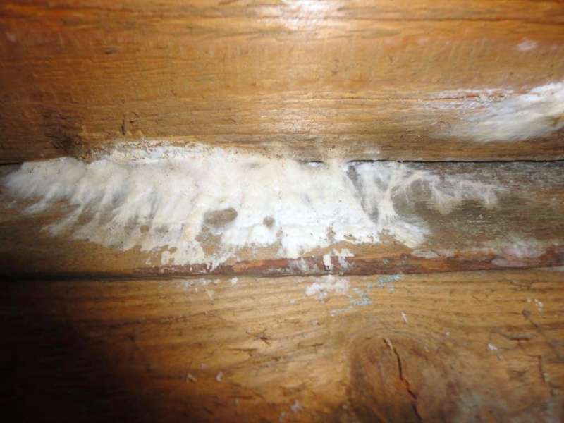 BAU.DE / BAU-Forum: 5. Bild zu Frage "Feuchteschaden im Holzhaus: Pilzarten erkennen, beseitigen & Ursachen beheben?" im BAU-Forum "Holzschutz, Holzsch&auml;den, Holzsanierung"