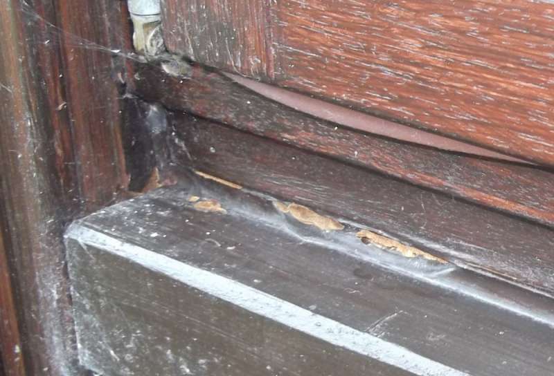 BAU.DE / BAU-Forum: 1. Bild zu Frage "Holzschaden im Wintergarten: Ursachen erkennen, bek&auml;mpfen & Bausubstanz sichern" im BAU-Forum "Holzschutz, Holzsch&auml;den, Holzsanierung"