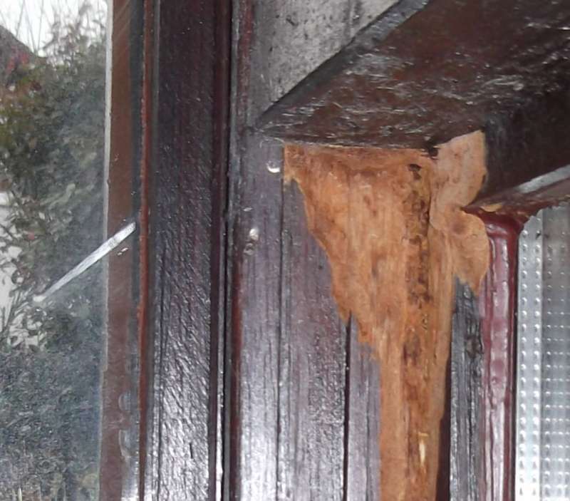 BAU.DE / BAU-Forum: 4. Bild zu Frage "Holzschaden im Wintergarten: Ursachen erkennen, bek&auml;mpfen & Bausubstanz sichern" im BAU-Forum "Holzschutz, Holzsch&auml;den, Holzsanierung"