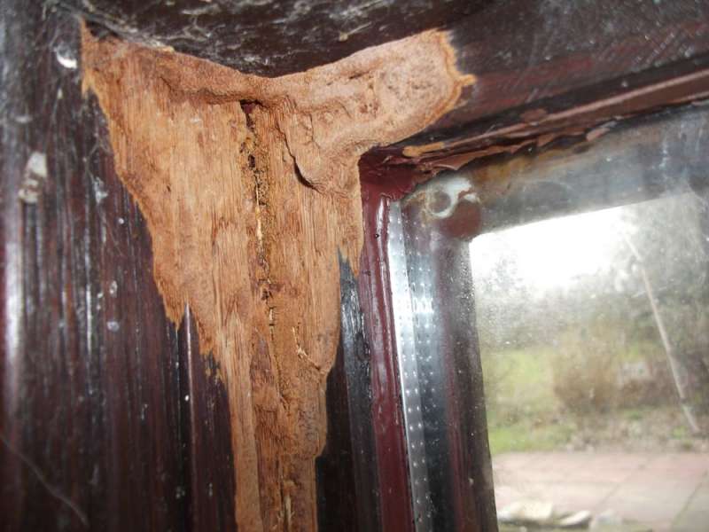 BAU.DE / BAU-Forum: 1. Bild zu Antwort "Pilzbefall im Wintergarten &ndash; Erste Anzeichen auf Detailfotos" auf die Frage "Holzschaden im Wintergarten: Ursachen erkennen, bek&auml;mpfen & Bausubstanz sichern" im BAU-Forum "Holzschutz, Holzsch&auml;den, Holzsanierung"