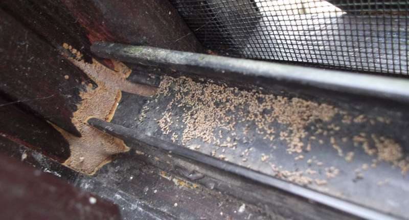 BAU.DE / BAU-Forum: 1. Bild zu Antwort "Fund in Dachrinne &ndash; Insekten oder Holzreste? Analyse" auf die Frage "Holzschaden im Wintergarten: Ursachen erkennen, bek&auml;mpfen & Bausubstanz sichern" im BAU-Forum "Holzschutz, Holzsch&auml;den, Holzsanierung"