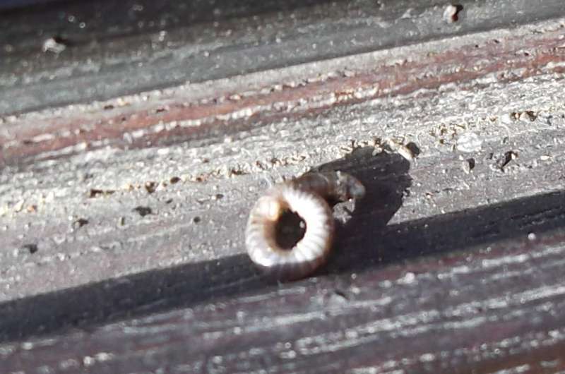 BAU.DE / BAU-Forum: 1. Bild zu Antwort "Schadensbild &ndash; Eckpfosten betroffen: Pilz oder Insekten?" auf die Frage "Holzschaden im Wintergarten: Ursachen erkennen, bek&auml;mpfen & Bausubstanz sichern" im BAU-Forum "Holzschutz, Holzsch&auml;den, Holzsanierung"