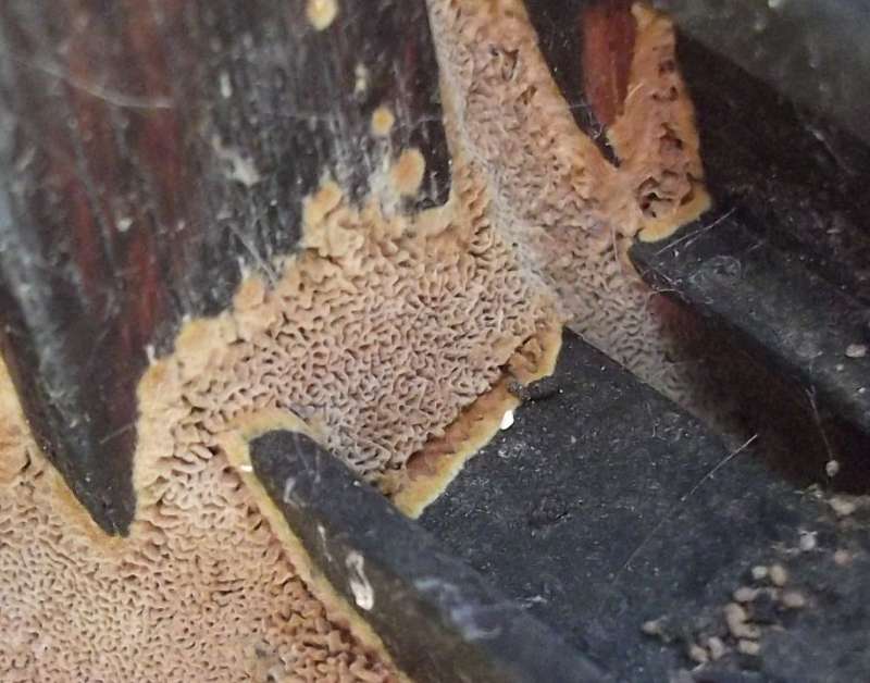 BAU.DE / BAU-Forum: 1. Bild zu Antwort "Detailaufnahme &ndash; Holzstruktur zeigt Schadensbild im Fokus" auf die Frage "Holzschaden im Wintergarten: Ursachen erkennen, bek&auml;mpfen & Bausubstanz sichern" im BAU-Forum "Holzschutz, Holzsch&auml;den, Holzsanierung"