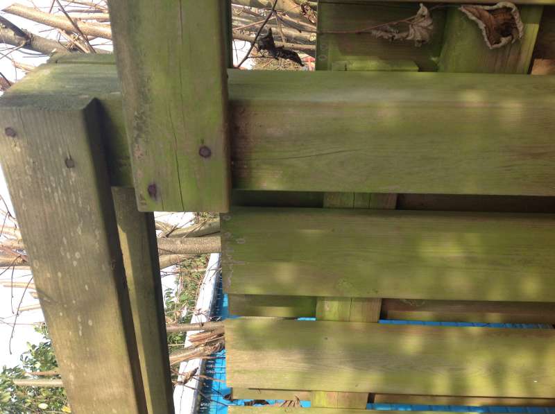 BAU.DE / BAU-Forum: 1. Bild zu Frage "Holzzaun sanieren & vergr&uuml;nen: Reinigung, Lasur & Schutz vor Bl&auml;ue?" im BAU-Forum "Holzschutz, Holzsch&auml;den, Holzsanierung"