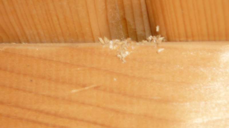 BAU.DE / BAU-Forum: 3. Bild zu Antwort "Holzbalkendecke: Neue Sp&auml;ne &ndash; Ursache unklar!" auf die Frage "Holzbalkendecke besch&auml;digt: Ursachen f&uuml;r Holzsp&auml;ne, Sch&auml;dlingsbefall & Sanierung?" im BAU-Forum "Holzschutz, Holzsch&auml;den, Holzsanierung"