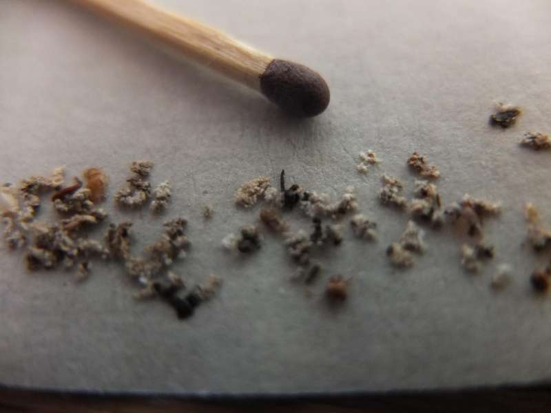 BAU.DE / BAU-Forum: 2. Bild zu Frage "Holzsp&auml;ne & schwarze K&uuml;gelchen im Schlafzimmer: Ursachenforschung & Sch&auml;dlingsbek&auml;mpfung?" im BAU-Forum "Holzschutz, Holzsch&auml;den, Holzsanierung"