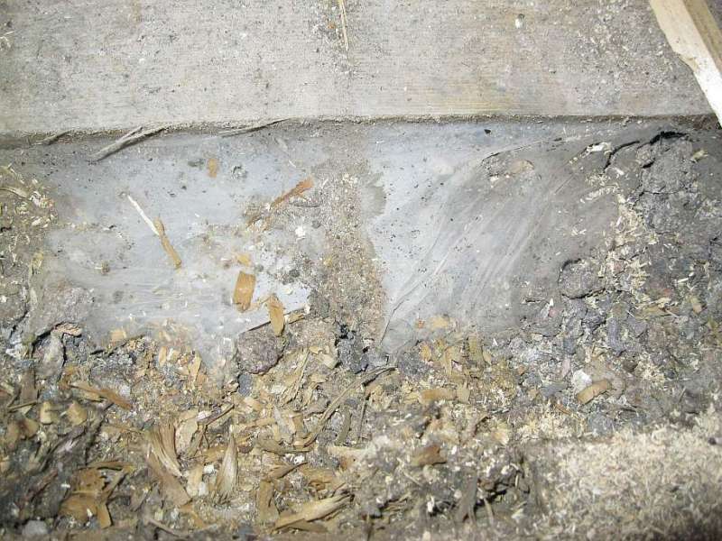 BAU.DE / BAU-Forum: 2. Bild zu Frage "Hausschwamm oder Sch&auml;dling unter Dielen? Erkennung, Risiken & Sofortma&szlig;nahmen" im BAU-Forum "Holzschutz, Holzsch&auml;den, Holzsanierung"