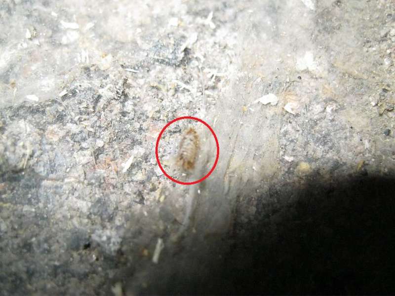 BAU.DE / BAU-Forum: 3. Bild zu Frage "Hausschwamm oder Sch&auml;dling unter Dielen? Erkennung, Risiken & Sofortma&szlig;nahmen" im BAU-Forum "Holzschutz, Holzsch&auml;den, Holzsanierung"